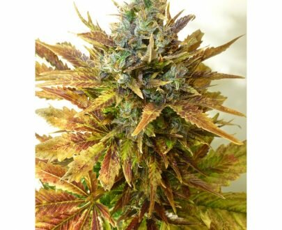 SOUR DIESEL SEEDS